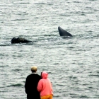 El avistamiento de ballenas en Uruguay